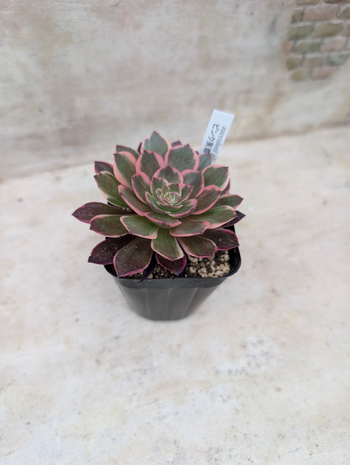 ピンク芙蓉 アエオニウム 土付き 宅急便発送 | 多肉植物カット苗の通販