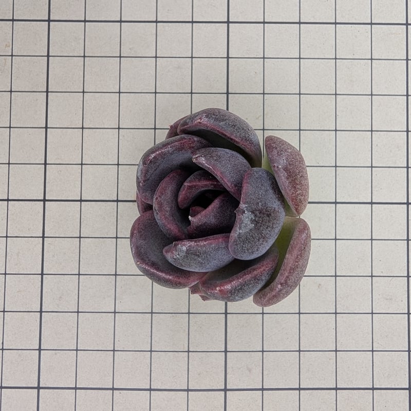 ブラックワイン エケベリア カット苗 | 多肉植物カット苗の通販