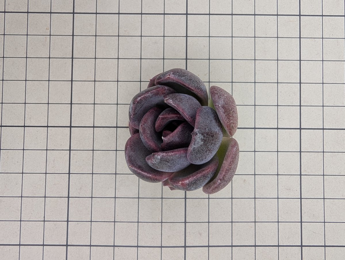 ブラックワイン エケベリア カット苗 | 多肉植物カット苗の通販