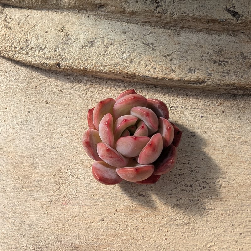 多肉☆レッドベルベットhyb ・3苗・カット苗・ピンク グラムピンク