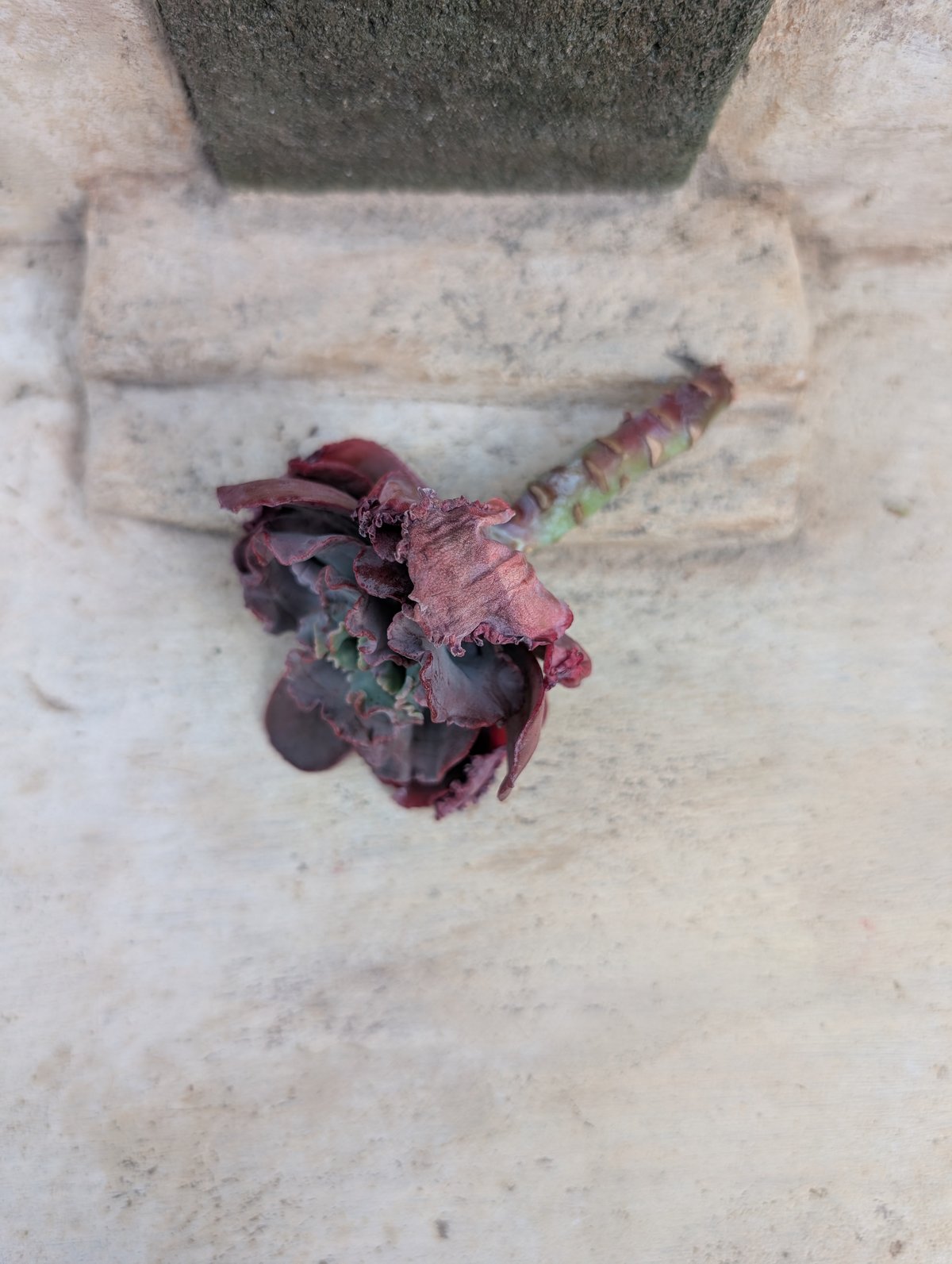 スピードバンプ エケベリア カット苗 | 多肉植物カット苗の通販