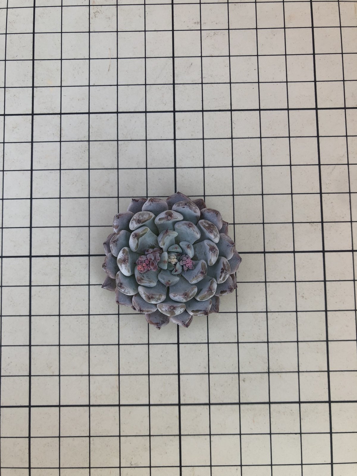 fit=scale-down,w=1200 fit=scale-down,w=1200
