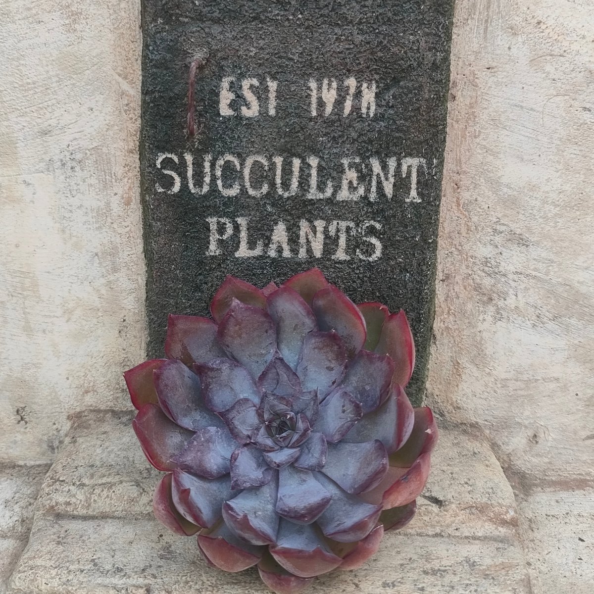 ダークアイス エケベリア カット苗 | 多肉植物カット苗の通販