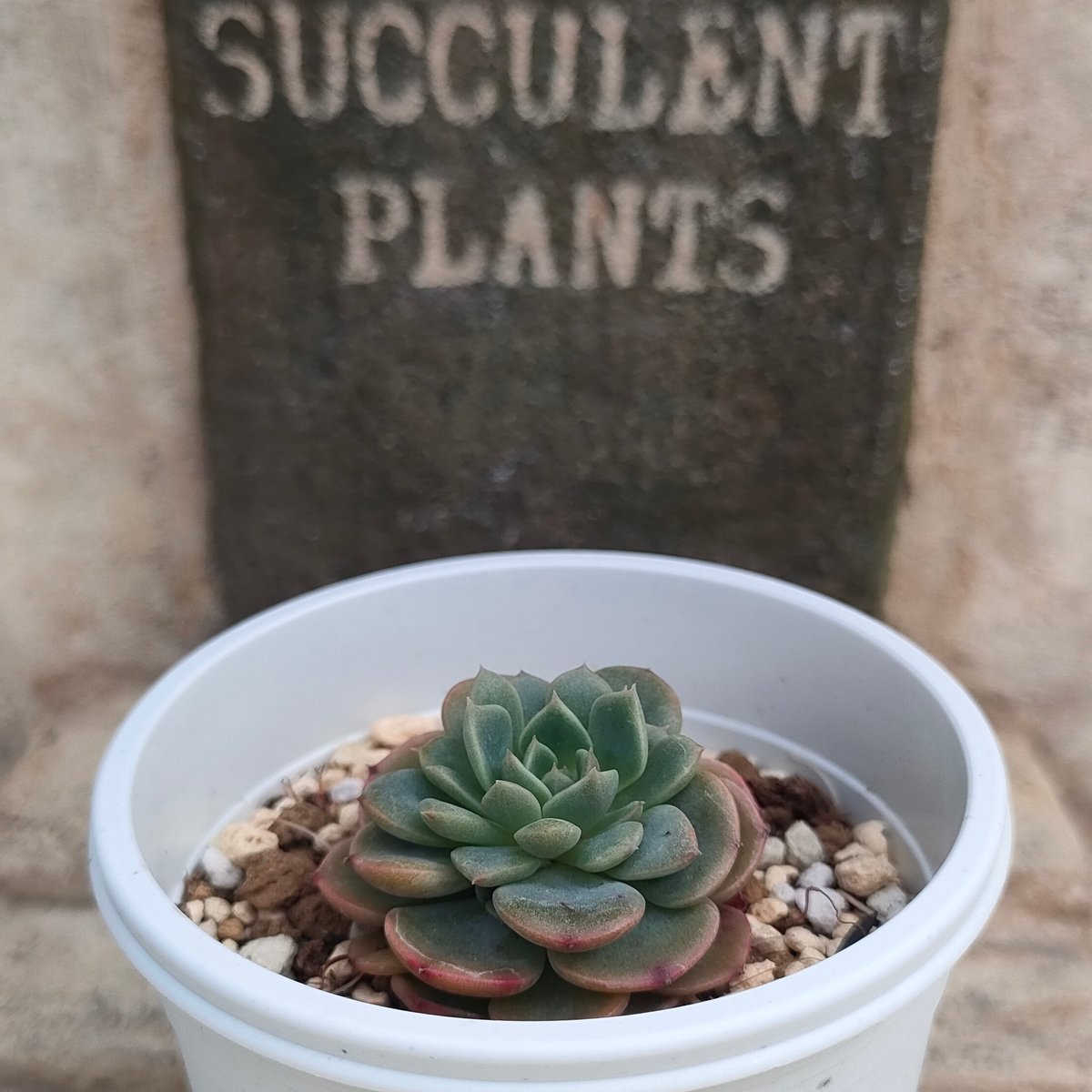 シュガーベビー◎多肉植物 カット苗 韓国苗 エケベリア等 シュガーベイビー エケベリア | 多肉植物カット苗の通販 | エケベリア