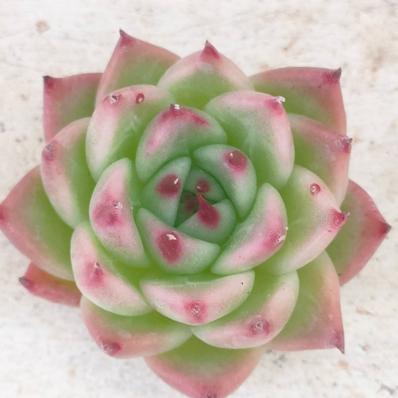 トスカネリ エケベリア カット苗 | 多肉植物カット苗の通販