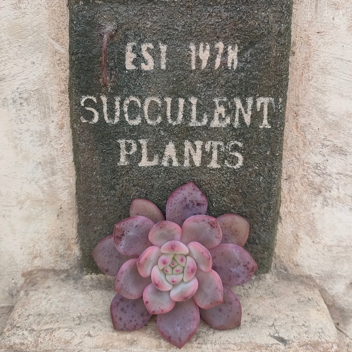 アリエル エケベリア カット苗 | 多肉植物カット苗の通販 | エケベリア