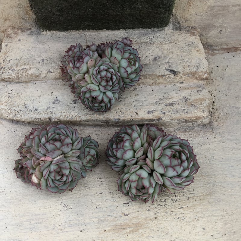 オーストラリアキャプテンヘイ エケベリア カット苗 | 多肉植物カット