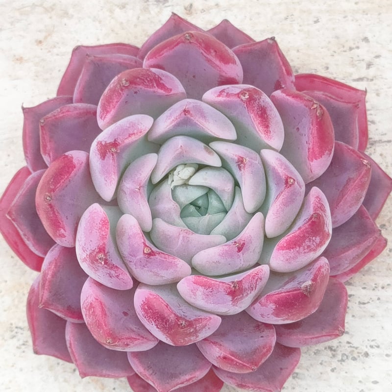 ウォングム農場◎ローズオブビトレイアル◎多肉植物 カット苗 輸入苗