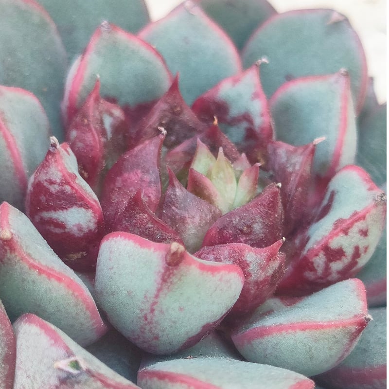 花火の女王 エケベリア カット苗 | 多肉植物カット苗の通販