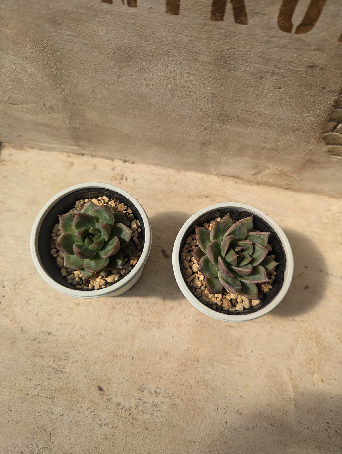 フラミンゴ エケベリア 抜き苗 | 多肉植物カット苗の通販 | エケベリア