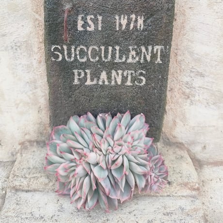 多肉植物カット苗の通販 | エケベリア(韓国苗)多肉植物専門店 | 森の多肉園