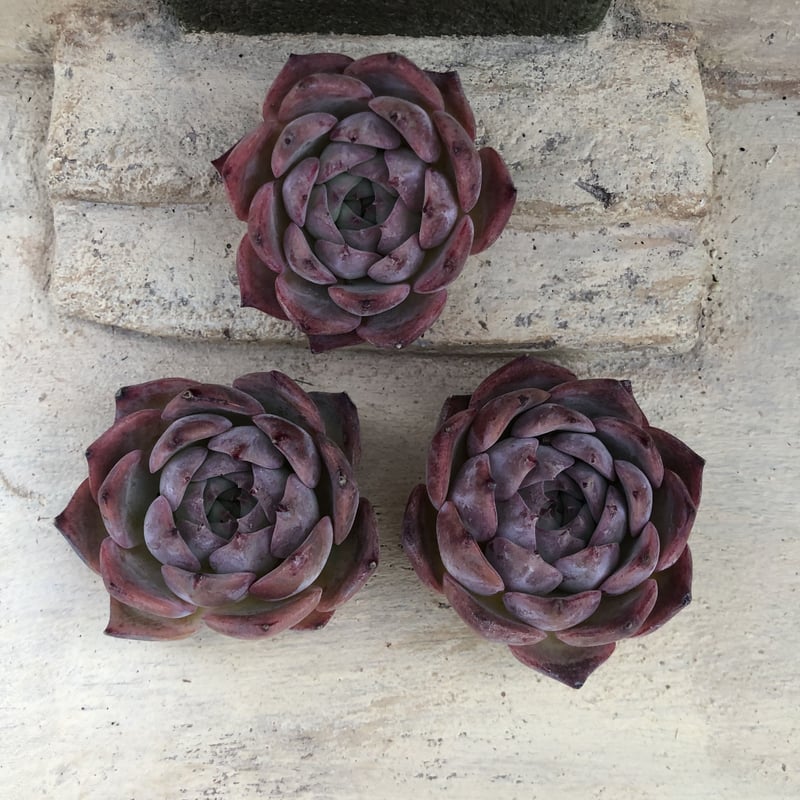 ペガサス◎多肉植物 カット苗 韓国苗 エケベリア等 多肉植物 エケベリア フラワーソング 韓国苗 抜き苗 カット苗 約4.5cm