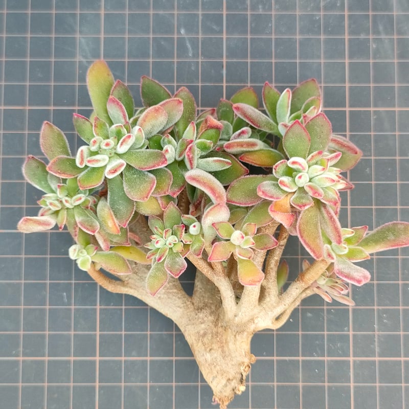 ブヨン綴化 エケベリア カット苗 | 多肉植物カット苗の通販