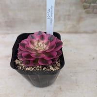 ピーチ姫 （ブロンズ姫錦）グラプトペタルム 抜き苗 | 多肉植物カット