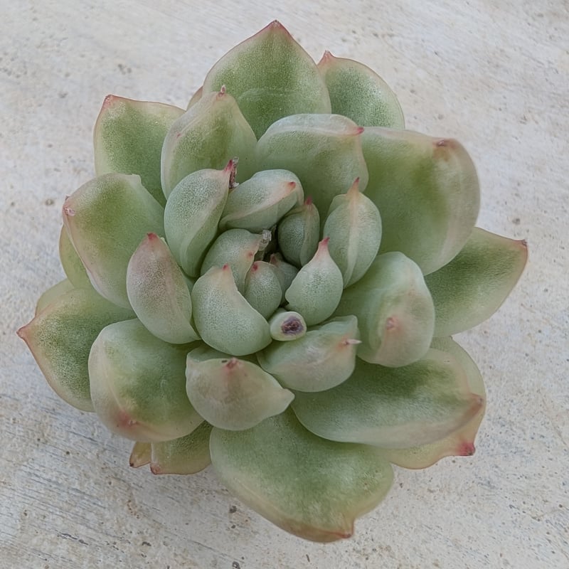 アイスエイジ錦 エケベリア カット苗 | 多肉植物カット苗の通販