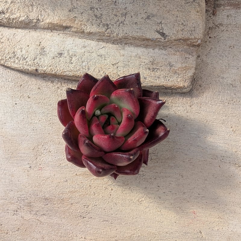 フランク エケベリア カット苗 | 多肉植物カット苗の通販 | エケベリア