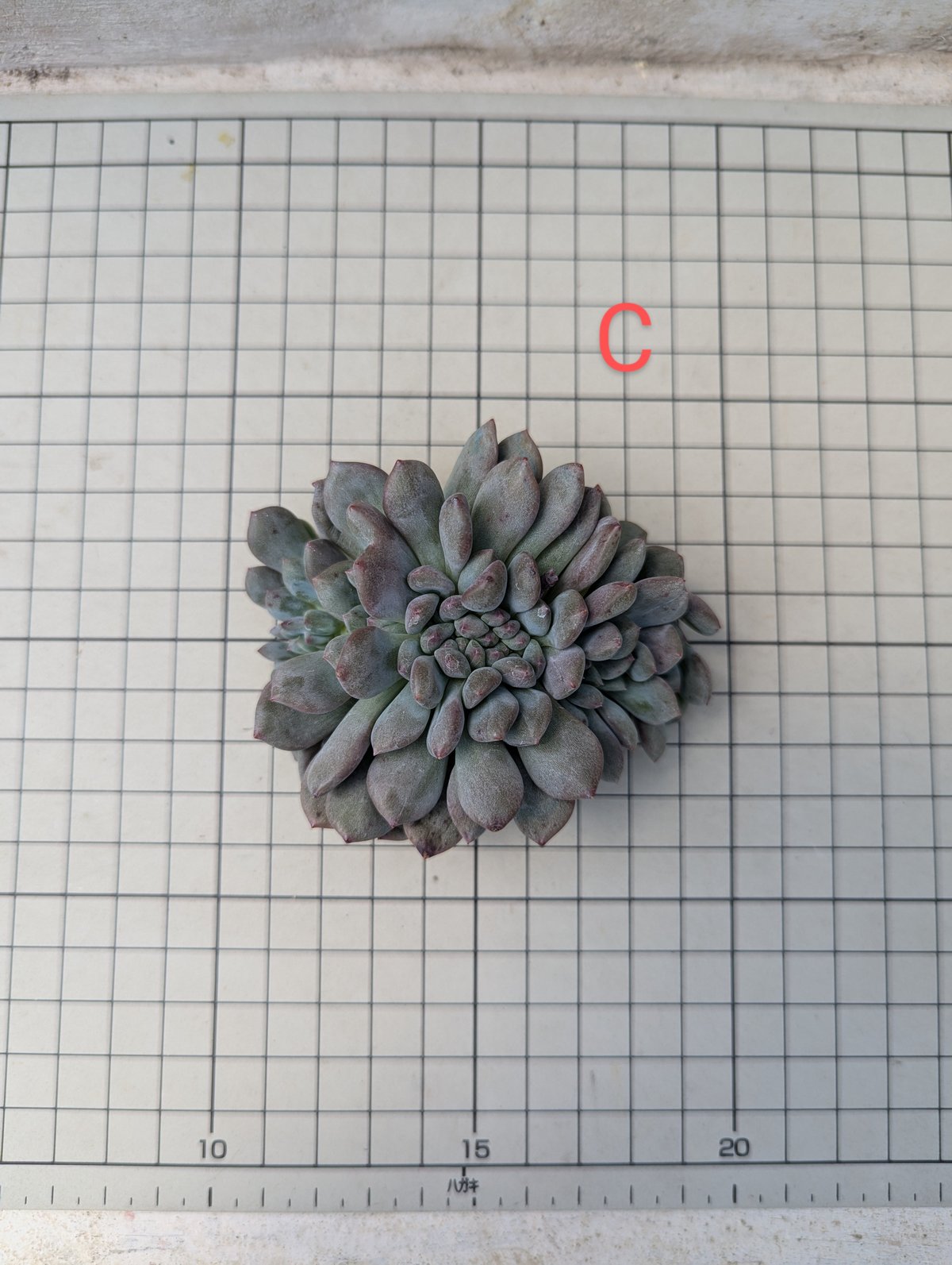 多肉植物 ♡アリエル 古株 大苗♡綴化開始？？ 多肉植物 ♡アリエル 古株 大苗♡綴化開始？？