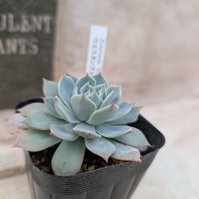 ウェスタンブルー エケベリア 抜き苗 | 多肉植物カット苗の通販