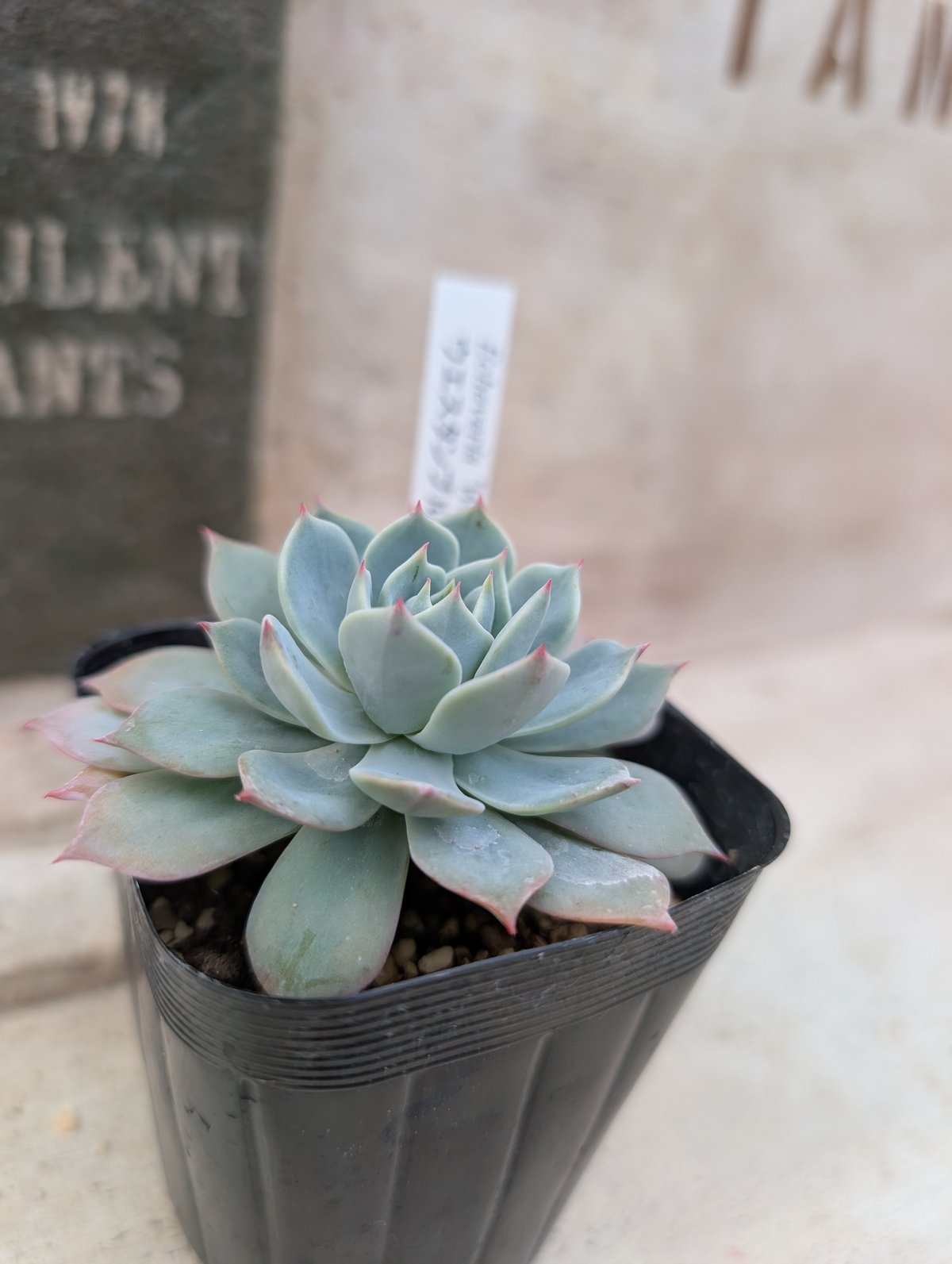 ウェスタンブルー エケベリア 抜き苗 | 多肉植物カット苗の通販