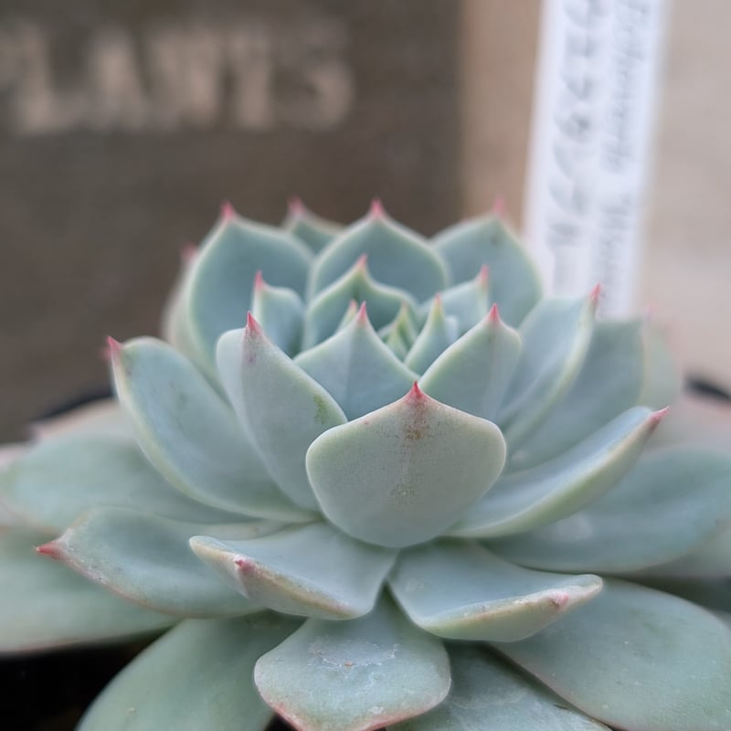 ウェスタンブルー エケベリア 抜き苗 | 多肉植物カット苗の通販