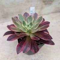 【新入荷】エケベリア　韓国苗　カーニバル　超特大　多肉植物 新入荷】エケベリア 韓国苗 カーニバル 超特大 多肉植物 【公式通販】
