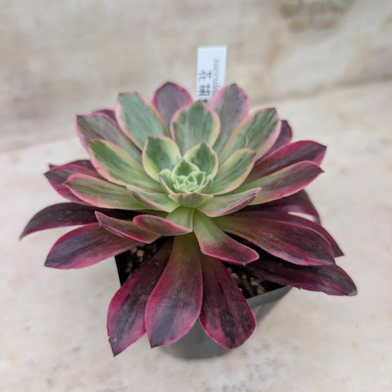 花胡蝶 アエオニウム 土付き 宅急便発送 | 多肉植物カット苗の通販
