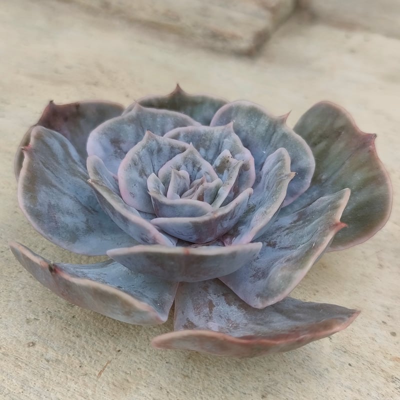 マーベル錦 エケベリア カット苗 | 多肉植物カット苗の通販