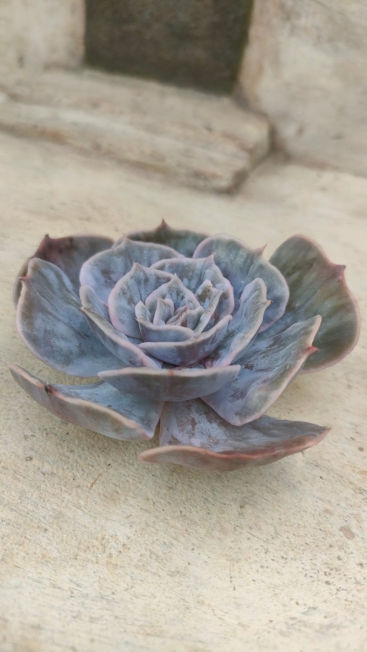 マーベル錦 エケベリア カット苗 | 多肉植物カット苗の通販