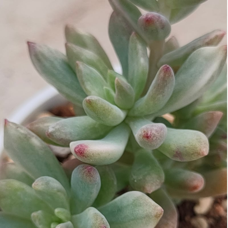 リトルビューティー錦 セダム 抜き苗 | 多肉植物カット苗の通販