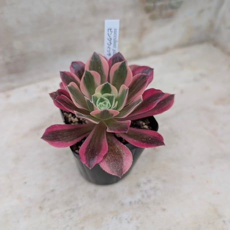 商品一覧 | 多肉植物カット苗の通販 | エケベリア(韓国苗)多肉植物専門