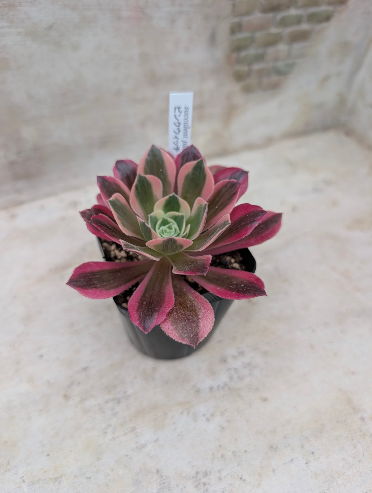 ピンクウィッチ アエオニウム 土付き 宅急便発送 | 多肉植物カット苗の