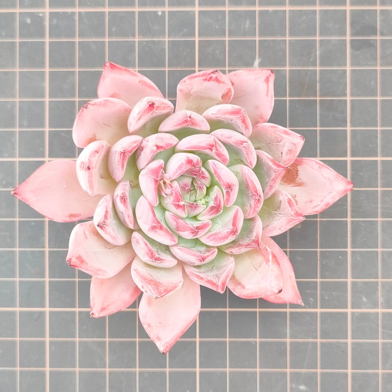 アランフェス エケベリア カット苗 | 多肉植物カット苗の通販