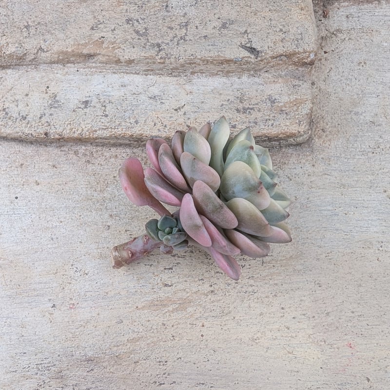 ピンクプリティ錦 グラプトベリア カット苗 | 多肉植物カット苗の通販