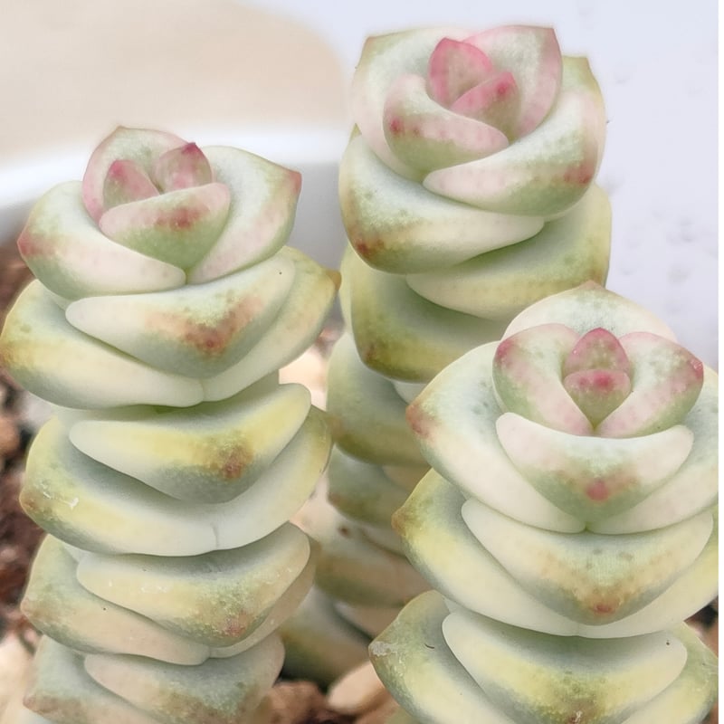 ファンタジー クラッスラ 抜き苗 | 多肉植物カット苗の通販
