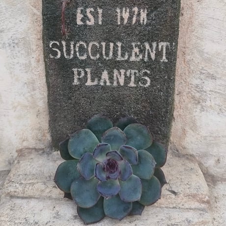 い*ご様 K1185　粉月影　70株　多肉植物 抜き苗 エケベリア 韓国苗 K1185 粉月影 70株 多肉植物 抜き苗 エケベリア 韓国苗 - メルカリ