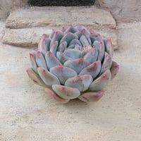 レッドラインエレガンス エケベリア カット苗 2頭 | 多肉植物カット苗