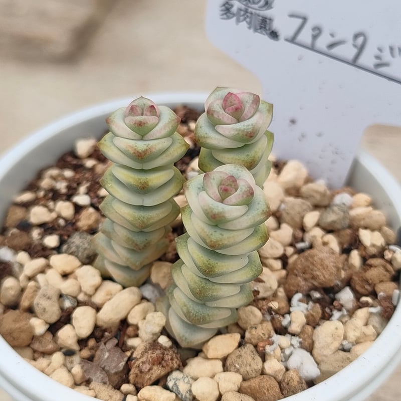 ファンタジー クラッスラ 抜き苗 | 多肉植物カット苗の通販