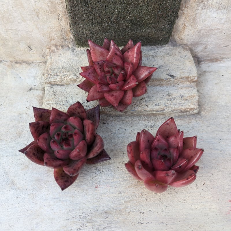 ピンクハニー エケベリア カット苗 | 多肉植物カット苗の通販