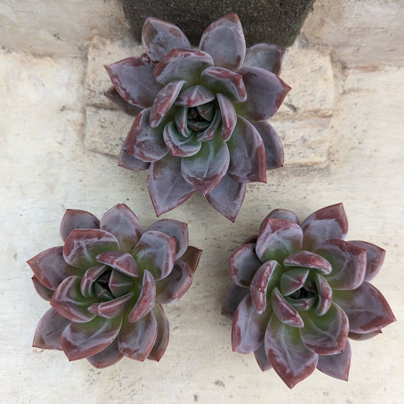 パープルシャンペーン エケベリア カット苗 | 多肉植物カット苗の通販