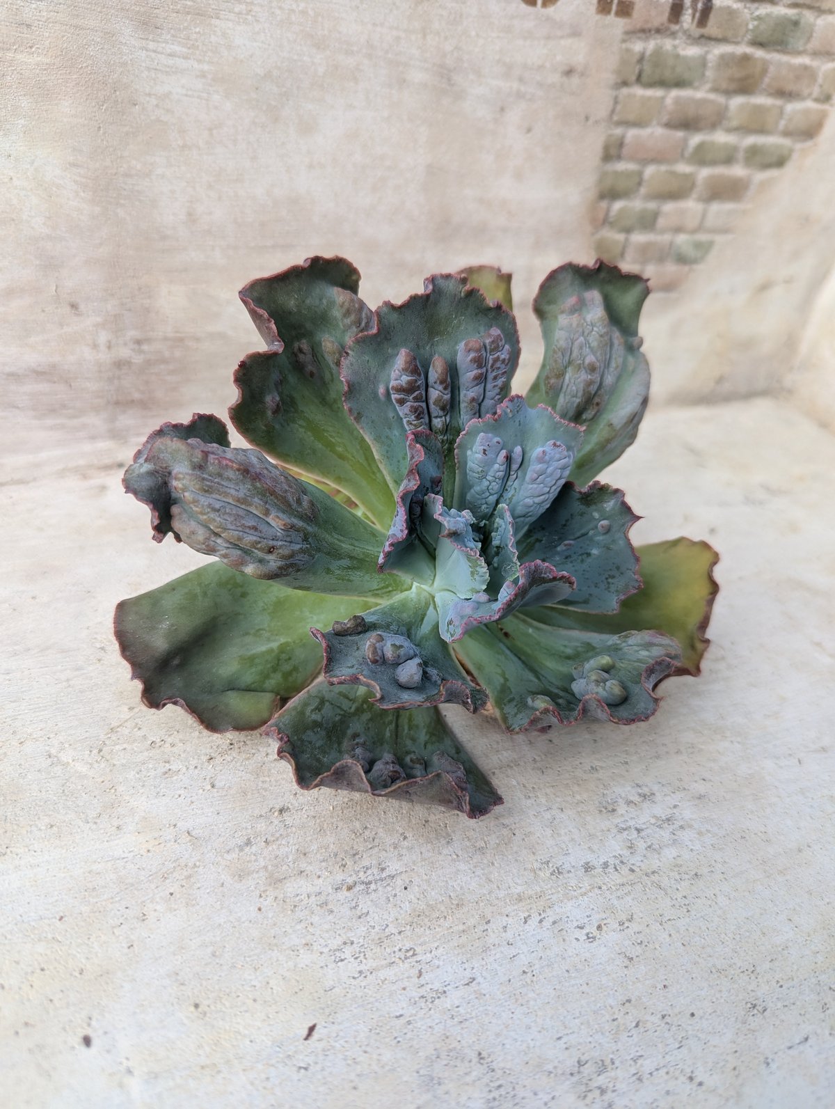 【新入荷】エケベリア　韓国苗　カーニバル　超特大　多肉植物 新入荷】エケベリア 韓国苗 カーニバル 超特大 多肉植物 【公式通販】