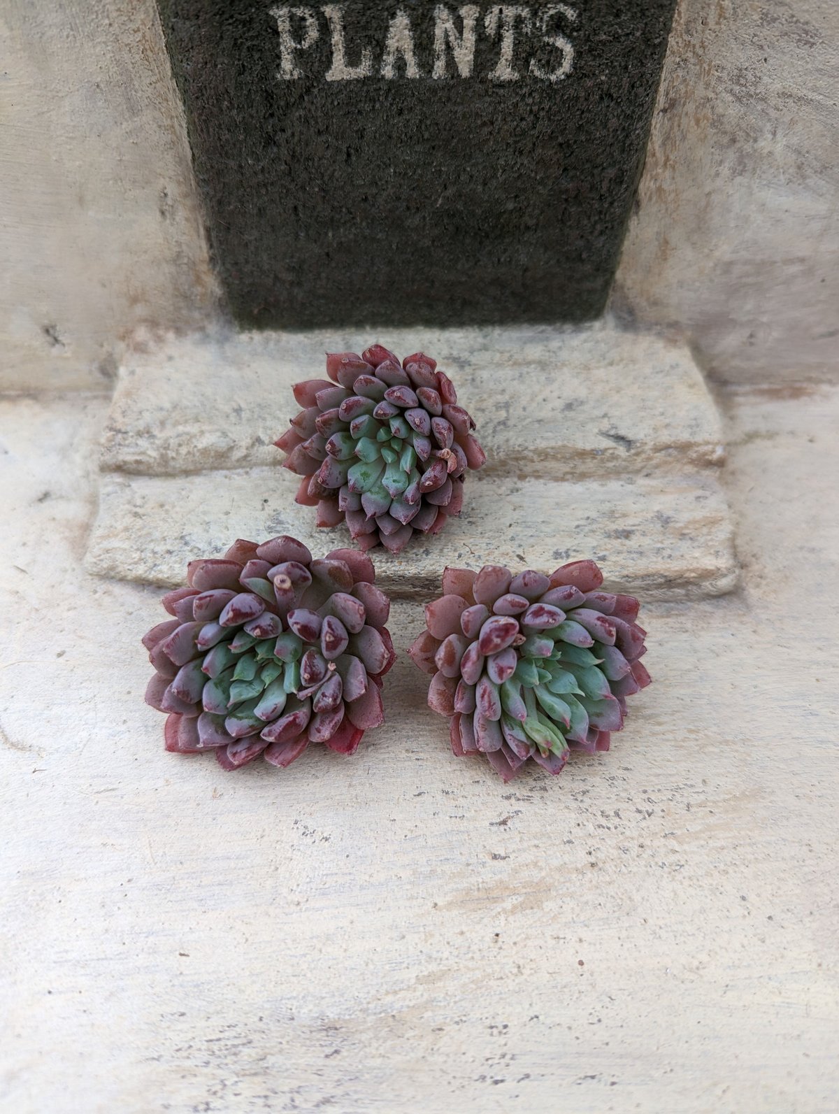 クリッシーNライアン エケベリア カット苗 | 多肉植物カット苗の通販