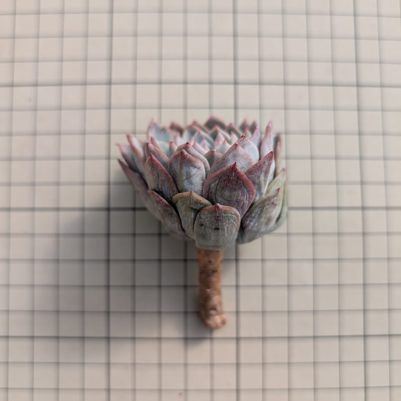 ナイチンゲール エケベリア カット苗 | 多肉植物カット苗の通販