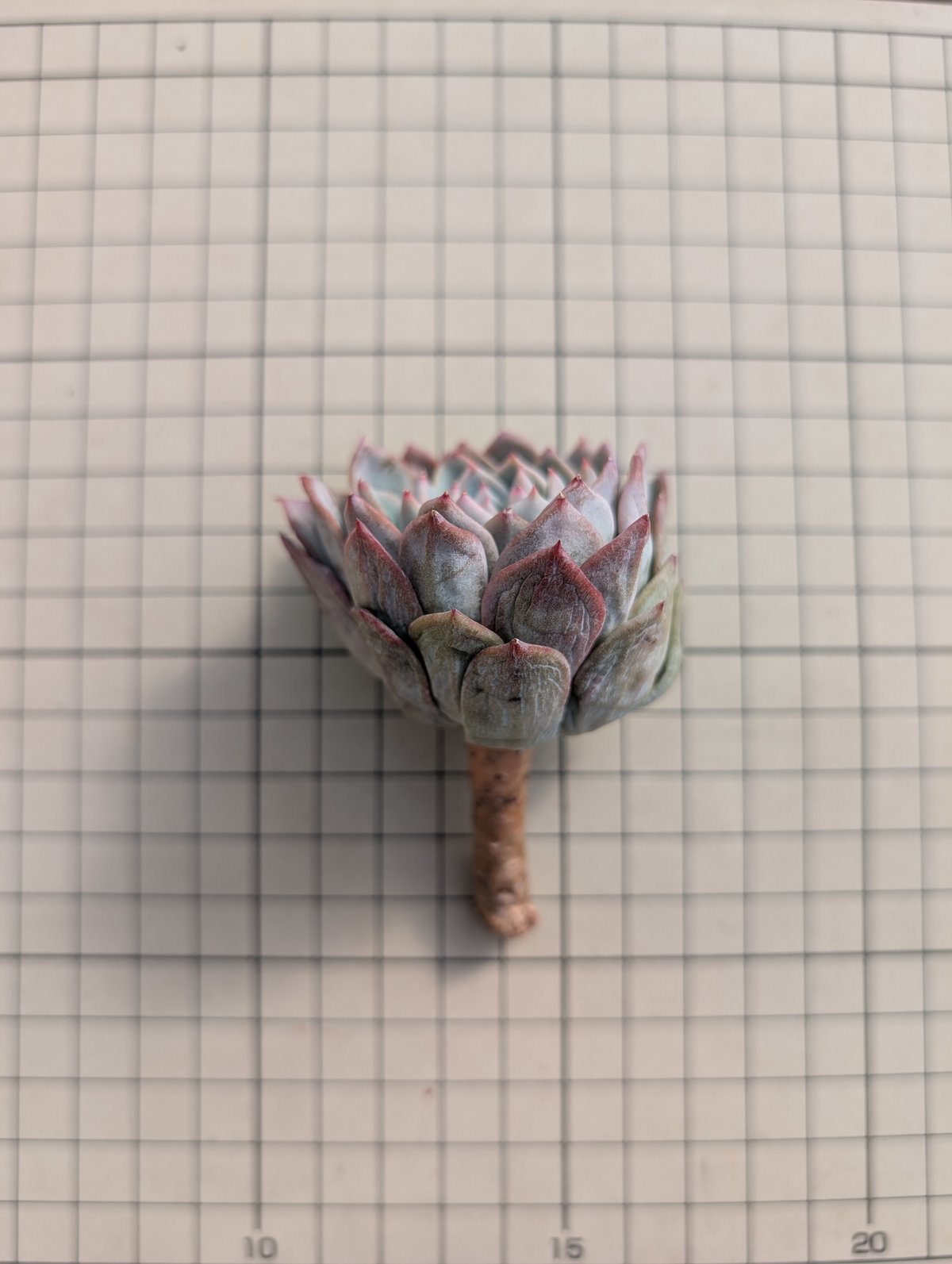 ナイチンゲール エケベリア カット苗 | 多肉植物カット苗の通販 ナイチンゲール エケベリア カット苗 | 多肉植物カット苗の通販