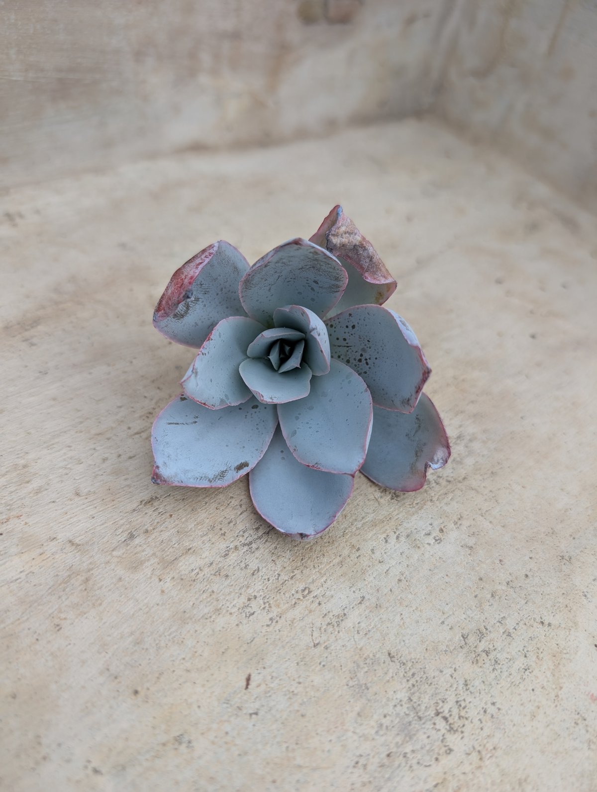 デルル◎多肉植物 カット苗 韓国苗 エケベリア等 ディオール◎多肉植物 カット苗 韓国苗 エケベリア等 - メルカリ