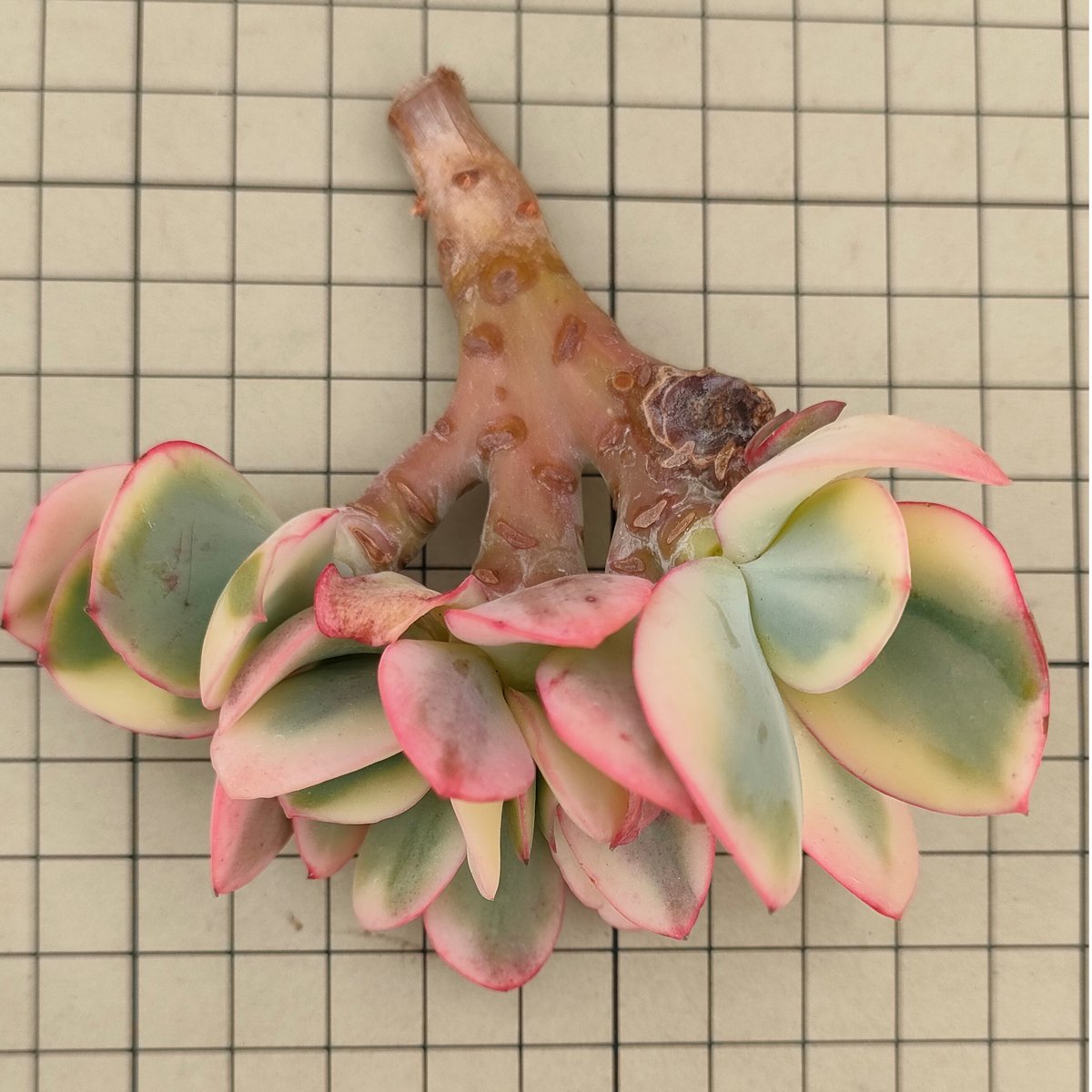 シルバーブーム錦◎多肉植物 カット苗 韓国苗 エケベリア等 シルバーブーム錦◎多肉植物 カット苗 韓国苗 エケベリア等