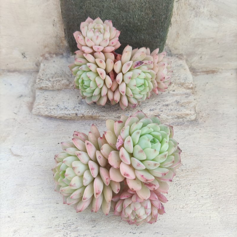 多肉植物 カット苗 モリモリ 3 多肉植物 薄紅蓮華カット苗 3カットの