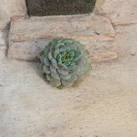 スノーフィールド エケベリア カット苗 | 多肉植物カット苗の通販