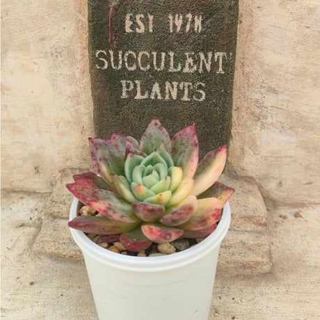 商品一覧 | 多肉植物カット苗の通販 | エケベリア(韓国苗)多肉植物専門