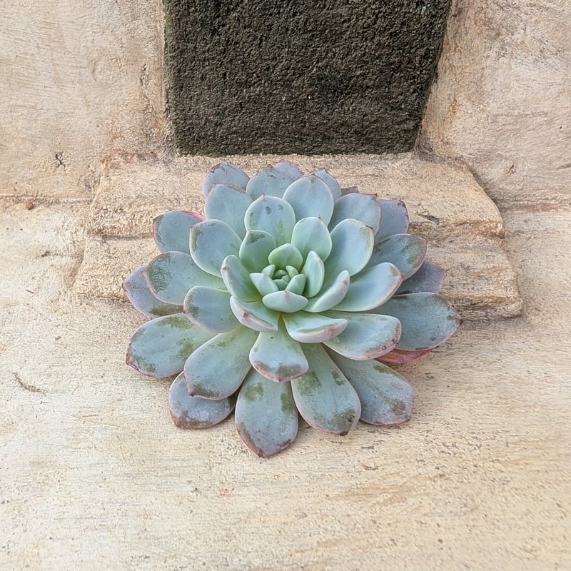 ラフィネ エケベリア カット苗 | 多肉植物カット苗の通販 | エケベリア