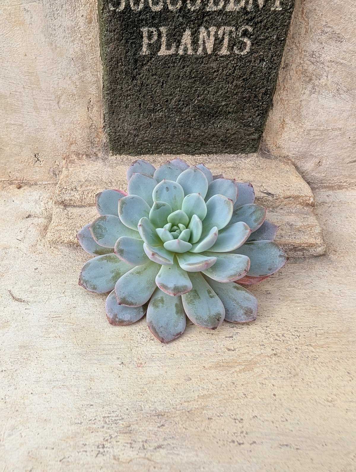 ラフィネ エケベリア カット苗 | 多肉植物カット苗の通販 | エケベリア